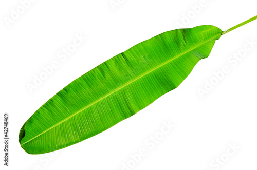 Photo: Green fresh banana leaf isolated with clipping path. Green fresh banana leaf isolated with clipping path.