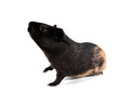 Guinea pig stands on its hind legs (ramps). Isolated on white ba