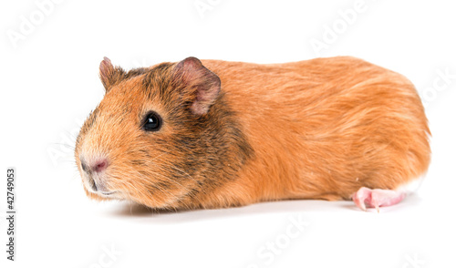 Photo: guinea pig guinea pig