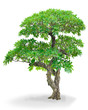 isolated "Champa" tree for landscape design