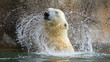 Close-up of a polarbear in capticity