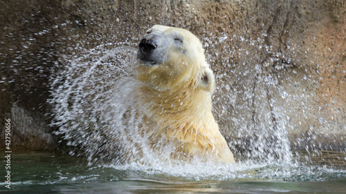 Photo: Close-up of a polarbear in capticity Close-up of a polarbear in capticity