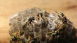 Video: Macro of wasp (Hymenoptera) Macro of wasp (Hymenoptera)
