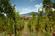Wine village of Alsace