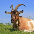 Goat on a summer pasture