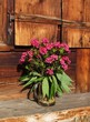 Bunch of Alpenrosen, mountain flowers of the Rhododendron family