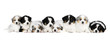 A group of eight australian shepherd puppies