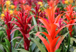 bromeliads flower