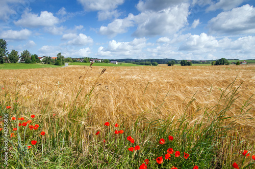 Photo: Gerstenfeld in Bayern Gerstenfeld in Bayern