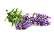 Lavendel