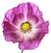 pink poppy isolated on white background