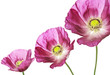 three poppies on white background