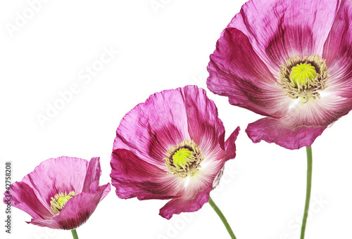 Photo: three poppies on white background three poppies on white background