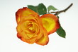 Photo: Rose Rose