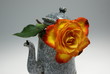 Photo: Rose Rose