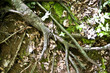 Roots