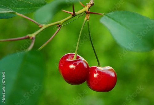 Photo: Two Cherries Two Cherries