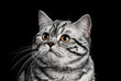 Photo: A marble british cat secretly sneaking over a black background A marble british cat secretly sneaking over a black background