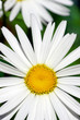 Foto: Floral daisy background Floral daisy background