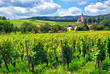 Vignoble à Hunawihr , Alsace (Fr).