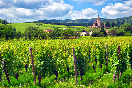 Photo: Vignoble à Hunawihr , Alsace (Fr). Vignoble à Hunawihr , Alsace (Fr).