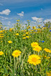 a sunny summers day
