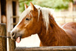 Foto: Cavallo Cavallo