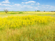 grass stretching to the horizon and blue sky