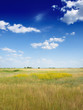 grass stretching to the horizon and blue sky
