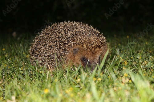 Photo: herisson dans herbe herisson dans herbe