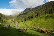 Kühe auf der Alm