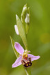 Photo: Bee orchid Bee orchid