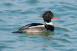 Photo: Merganser Merganser