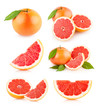 set of 6 grapefruit images