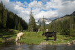 Milchkühe auf der Alm