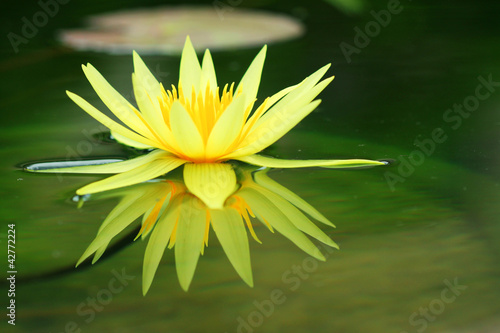 Photo: Lotus background blur. Lotus background blur.