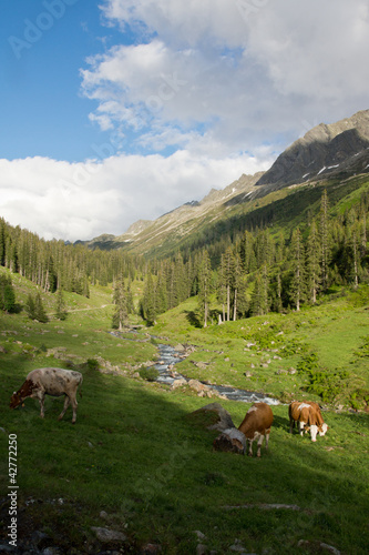 Foto: Kühe auf der Alm Kühe auf der Alm
