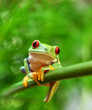 Agalychnis callidryas