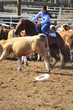 Girl riding a horse in competition
