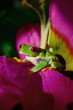 Rotaugenlaubfrosch Agalychnis callidryas