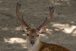 Sika deer, Miyajima, Japan