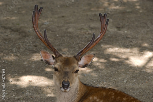 Photo: Sika deer, Miyajima, Japan Sika deer, Miyajima, Japan