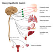 Parasympathetic pathway of the ANS, eps10