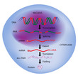 Gene expression, eps8