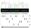 DNA sequencing principle, eps8