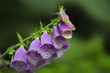 The Foxglove