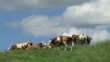 Kühe im Allgäu I