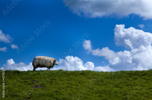 Photo: sheep on horizon sheep on horizon