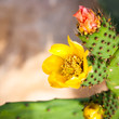 Closeup of yellow Opuntia ficus-indica flowers
