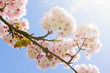 Beautiful summer blossom tree